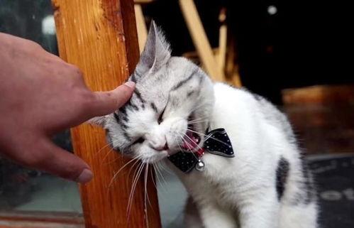 泰国肥猫爆料视频大全,萌态百出,笑料连连 第1张 泰国肥猫爆料视频大全,萌态百出,笑料连连 第1张